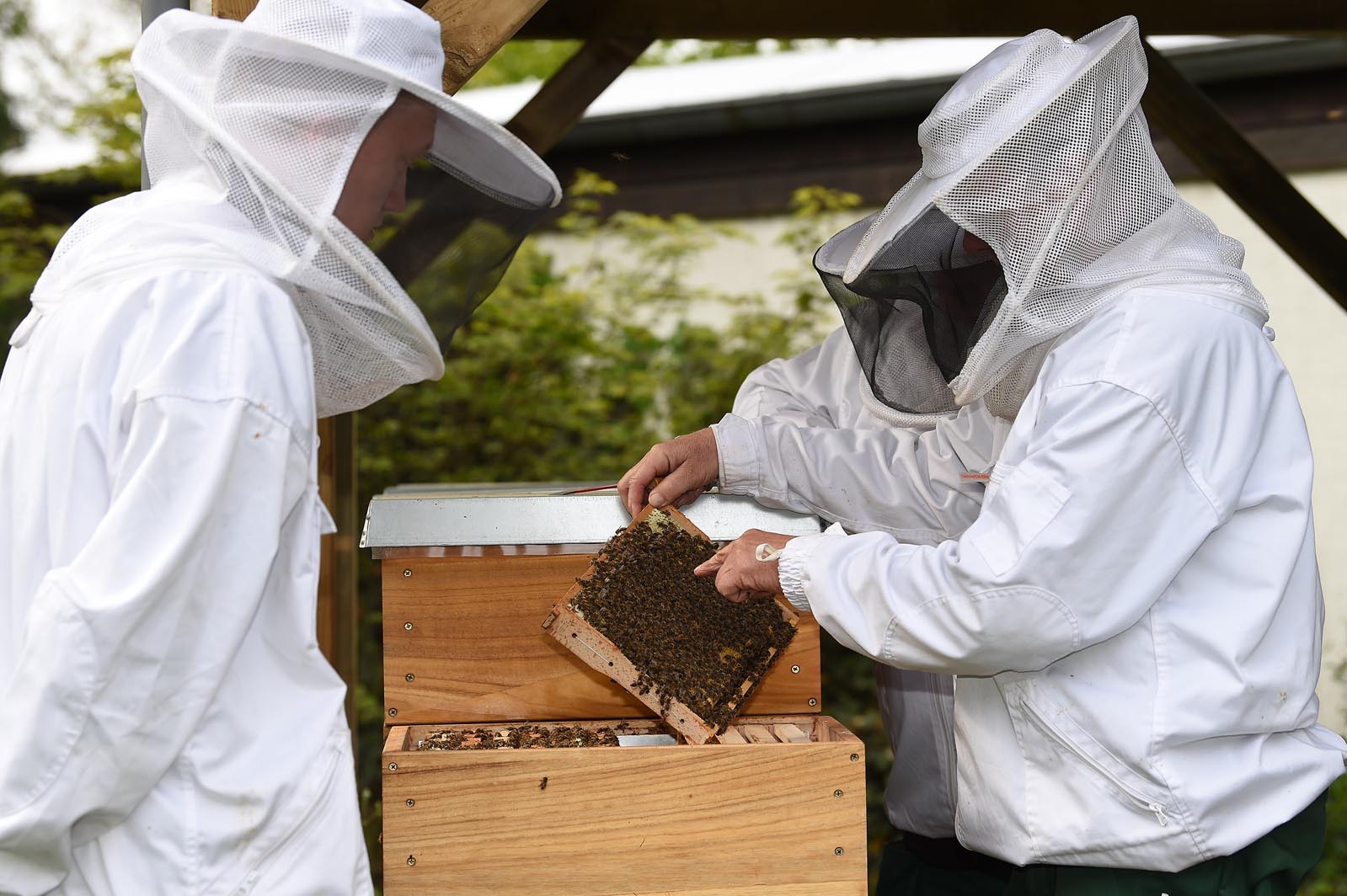 Arbeiten mit Bienen
